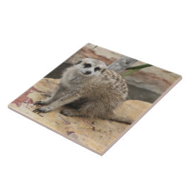 Azulejo De Cerâmica Foto doce de Meerkat