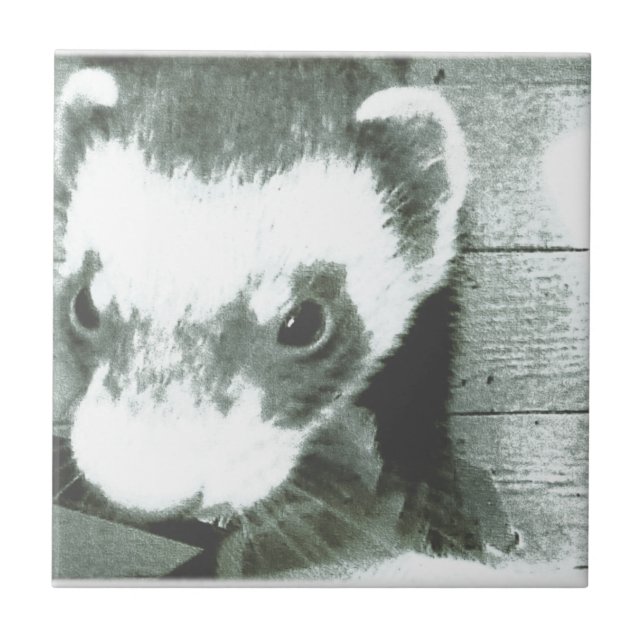 Azulejo De Cerâmica Foto em Ferret (Frente)