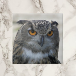 Azulejo De Cerâmica Foto Eurasian Eagle Owl