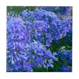 Azulejo De Cerâmica Foto floral azul roxa-azul romântica azul