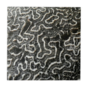 Azulejo De Cerâmica Foto natural do Abstrato do Coral Negro e Branco I