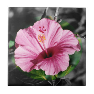 Azulejo De Cerâmica Foto rosa de Hibiscus