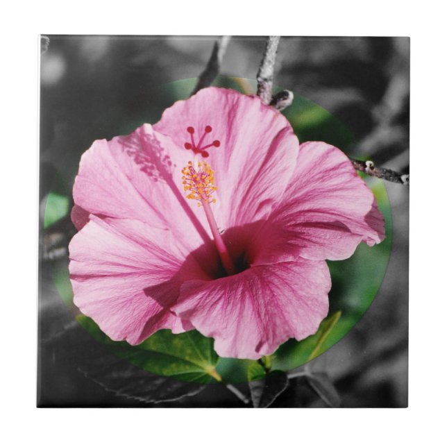Azulejo De Cerâmica Foto rosa de Hibiscus (Frente)