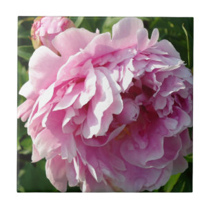 Azulejo De Cerâmica Foto rosa de Peony caseiro caseiro caseiro floral