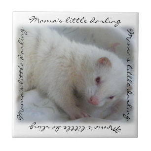 Azulejo De Cerâmica Foto White Albino Ferret