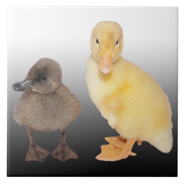 Azulejo De Cerâmica Fotografia adorável dos patinhos (Frente)