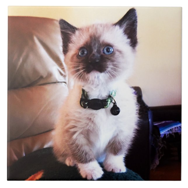 Azulejo De Cerâmica Fotografia animal Siamese bonito atenta do gatinho (Frente)