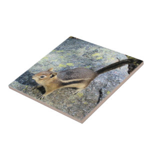 Azulejo De Cerâmica Fotografia bonito dos animais selvagens do roedor