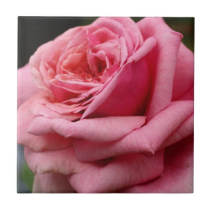 Azulejo De Cerâmica Fotografia Bonito Floral Rosa Rosa I