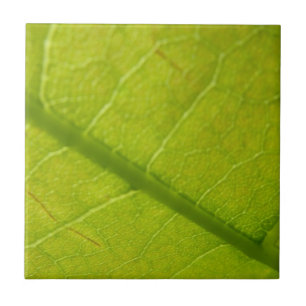Azulejo De Cerâmica Fotografia Botânica de Folhas Verdes da Natureza