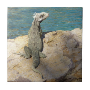 Azulejo De Cerâmica Fotografia da Vida Selvagem Tropical de Iguana