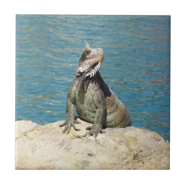 Azulejo De Cerâmica Fotografia da vida selvagem tropical de Iguana na  (Frente)