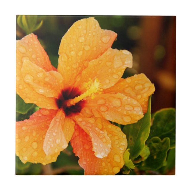 Azulejo De Cerâmica Fotografia de Flor de Hibisco (Frente)