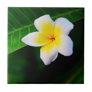 Azulejo De Cerâmica Fotografia de Flor de Plumeria