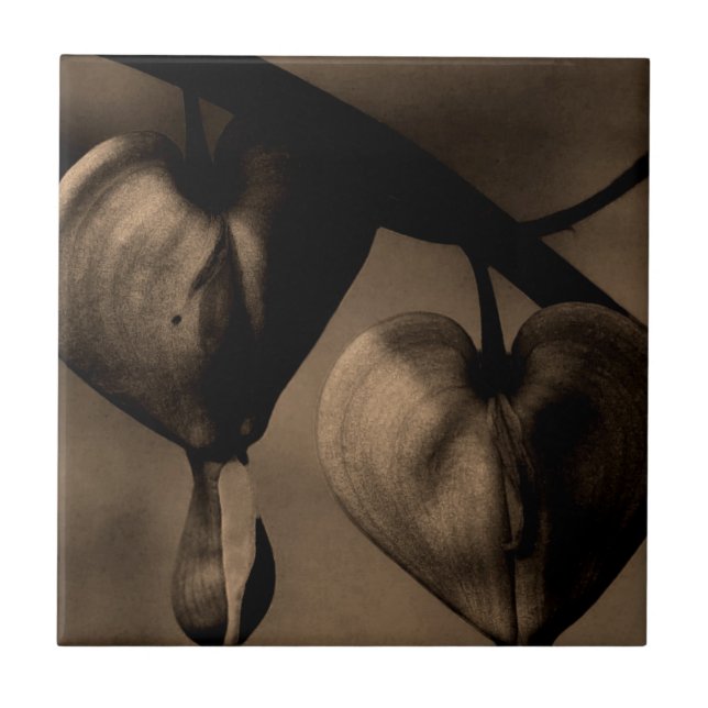 Azulejo De Cerâmica Fotografia de lamprocapnos asiáticos hemorrágicos (Frente)