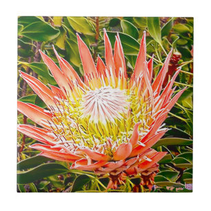 Azulejo De Cerâmica Fotografia de Protea australiana