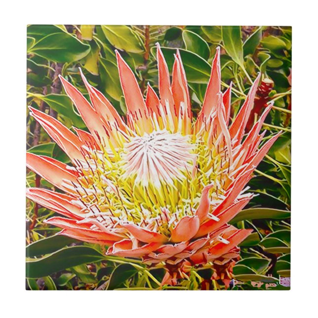 Azulejo De Cerâmica Fotografia de Protea australiana (Frente)