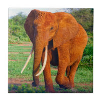 Fotografia do Elefante Africano Adulto