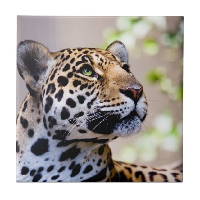Azulejo De Cerâmica Fotografia do leopardo (Frente)
