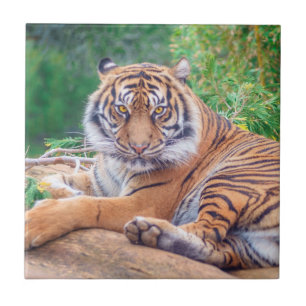 Azulejo De Cerâmica Fotografia do Tigre de Reclinagem Estonteante
