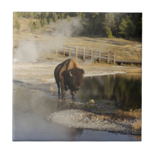 Azulejo De Cerâmica Fotografia dos animais selvagens de Yellowstone do
