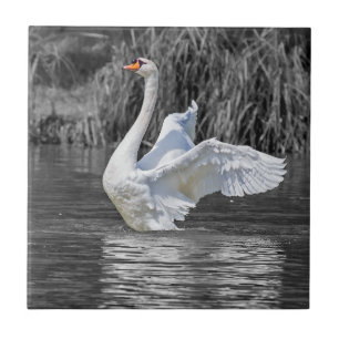 Azulejo De Cerâmica Fotografia em preto-e-branco Swan
