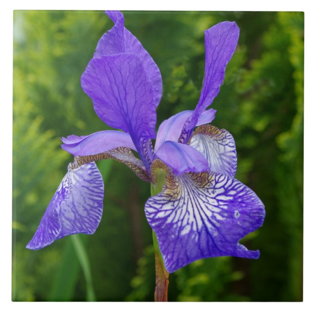Azulejo De Cerâmica Fotografia floral Iris sybirica (Frente)