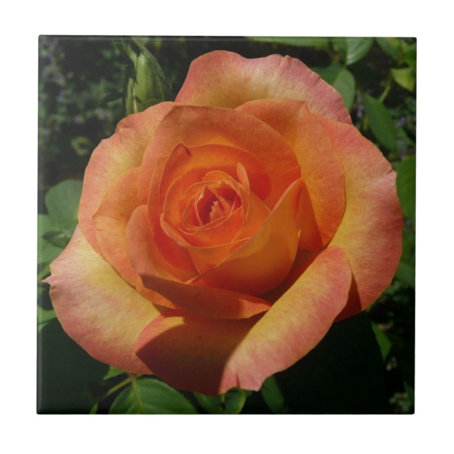 Azulejo De Cerâmica Fotografia Floral Laranja Peach Rosa (Frente)