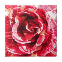 Fotografia floral, listrada, rosa, vermelha e bran