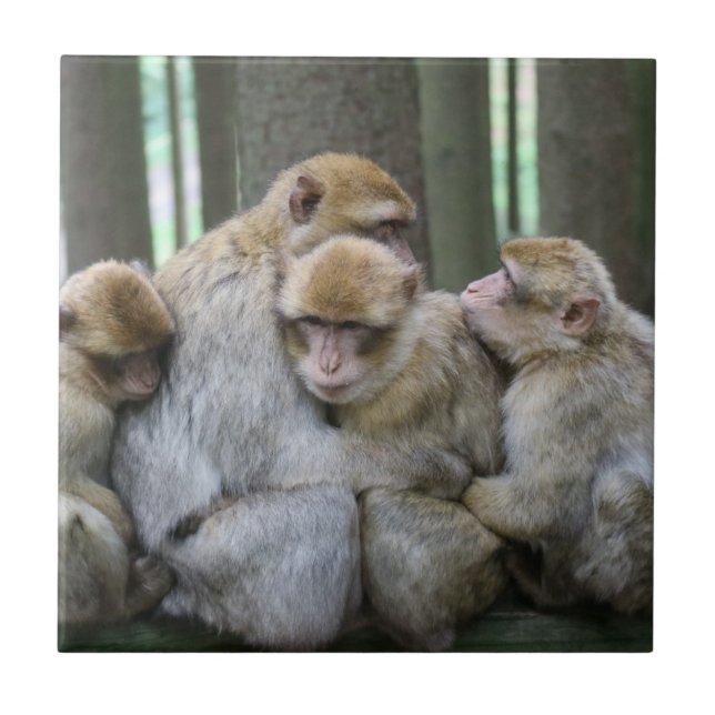 Azulejo De Cerâmica Fotografia Hug da Família Ape Cute (Frente)