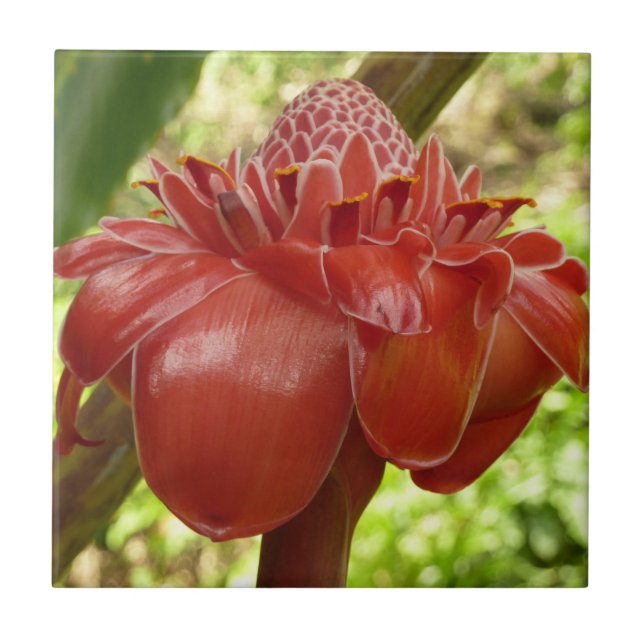 Azulejo De Cerâmica Fotografia Tropical do Flor Vermelho Torch Ginger (Frente)