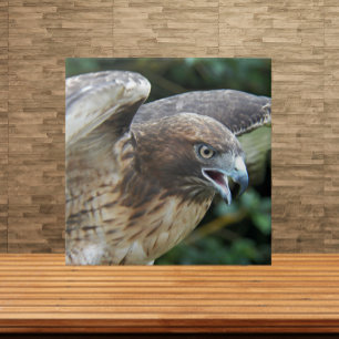Azulejo De Cerâmica Fotom de Falcão-de-cauda-vermelha Raptor
