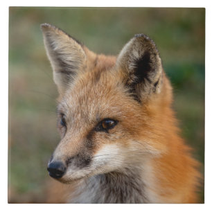 Azulejo De Cerâmica Fox Retrato