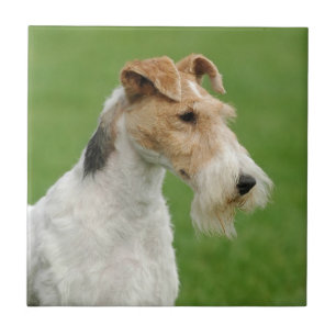 Azulejo De Cerâmica Fox Terrier