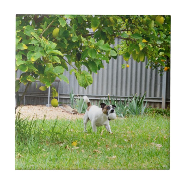Azulejo De Cerâmica Fox Terrier Cara de Medo Engraçada, (Frente)