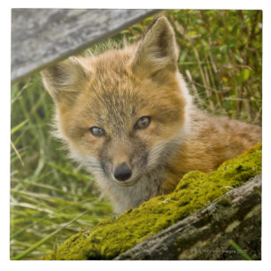 Azulejo De Cerâmica Fox vermelho novo que olha através da cerca em Sa