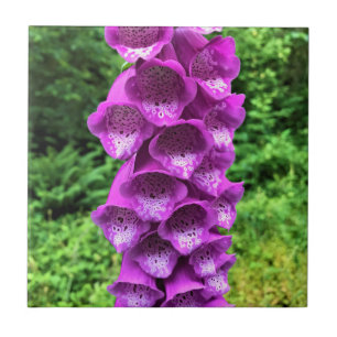 Azulejo De Cerâmica Foxglove Flowers, Oregon