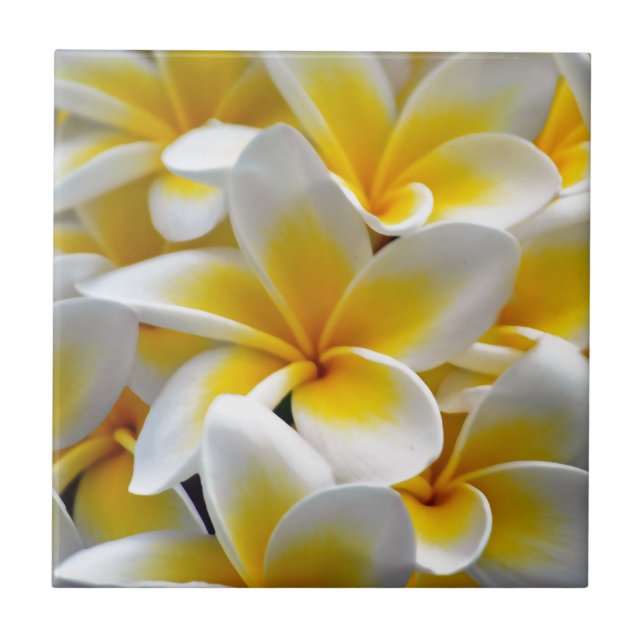 Azulejo De Cerâmica Frangipani Plumeria Flower Photo (Frente)