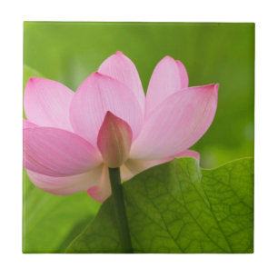 Azulejo De Cerâmica Franklin NC, Jardim da Água de Perry, Lotus