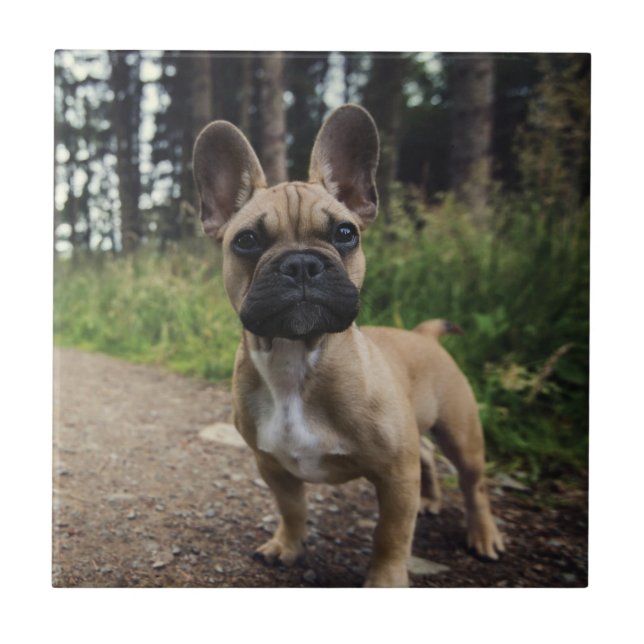 Azulejo De Cerâmica French Bulldog Throw Pillow (Frente)