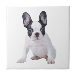 Azulejo De Cerâmica Frenchie - cachorrinho francês