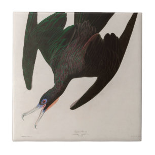 Azulejo De Cerâmica Frigate Pelican Birds of America Audubon Impressã