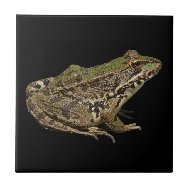 Azulejo De Cerâmica Frog (Frente)
