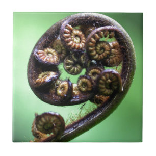 Azulejo De Cerâmica Fronda unfurling da samambaia de Koru