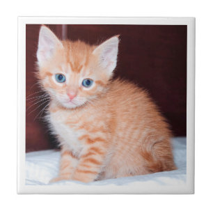 Azulejo De Cerâmica Fronteira Mínima Moderna de Kitten para a Família 