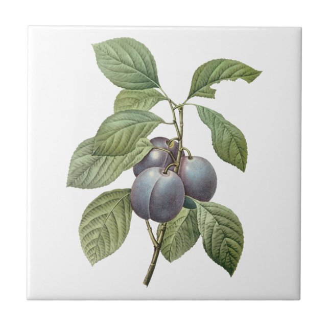 Azulejo De Cerâmica Fruta de Comida, Ameixas de Jardim Roxo por Doutor (Frente)