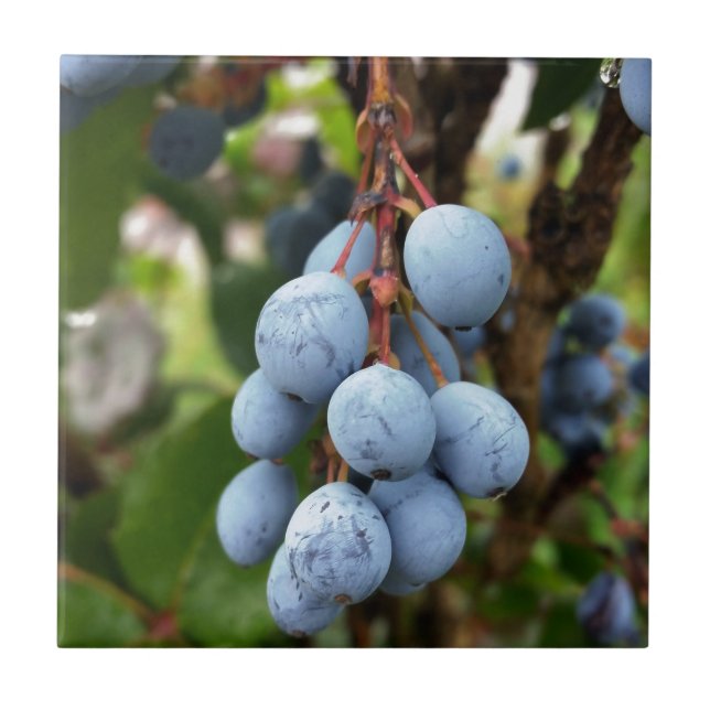Azulejo De Cerâmica Fruta de espinho negro (Frente)