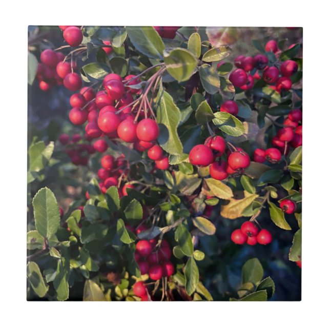 Azulejo De Cerâmica Fruta de outono (Frente)