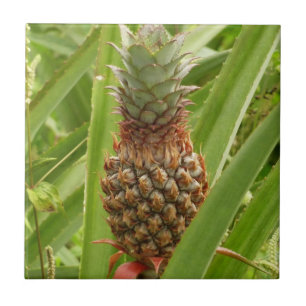 Azulejo De Cerâmica Fruta tropical de ananás selvagem na natureza