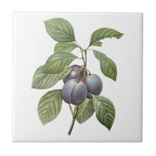 Azulejo De Cerâmica Frutas Alimentícias Antigas, Ameixas de Jardim Rox